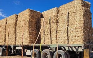 Darán alimento para ganado a pequeños productores rurales
