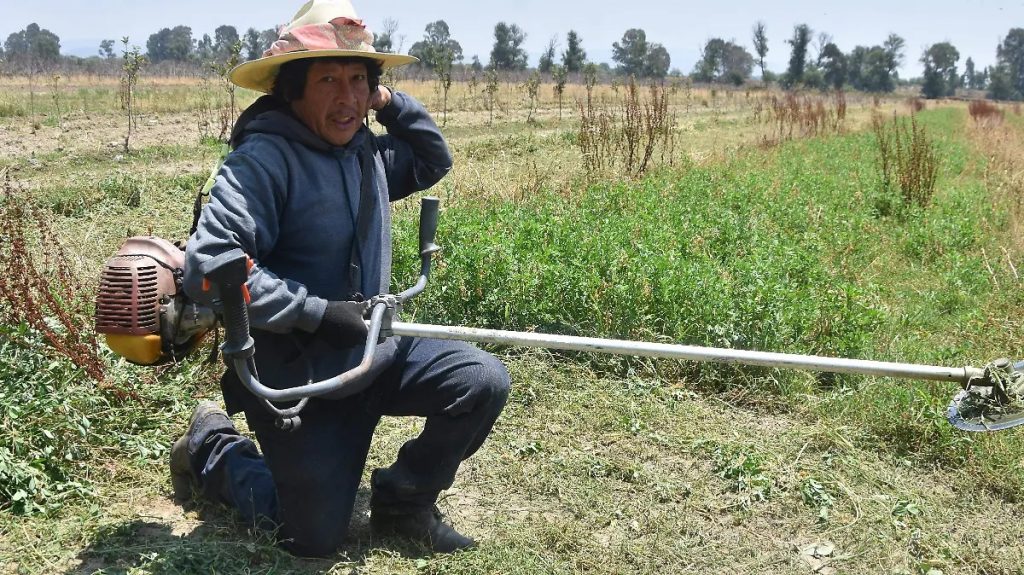 Enfrentan campesinos pérdidas por daños a sus cultivos, tienen escasez de forrajes