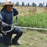 Enfrentan campesinos pérdidas por daños a sus cultivos, tienen escasez de forrajes