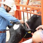 FZyE apuesta por la ganadería de precisión; incorpora collares inteligentes en su Hato Lechero