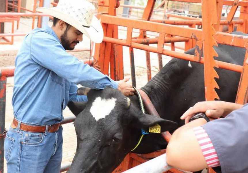 FZyE apuesta por la ganadería de precisión; incorpora collares inteligentes en su Hato Lechero