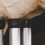 Fallos en el ordeño mecánico y calidad de la leche