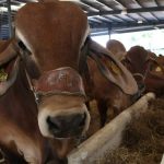 Ganaderos de Coahuila piden renuncia del Secretario de Agricultura por plaga de gusano barrenador