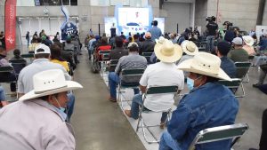 Guanajuato, líder nacional en producción de leche de cabra