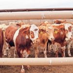 Lecheros de la región malvenden vacas para 'sobrevivir