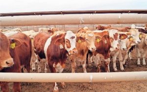 Lecheros de la región malvenden vacas para 'sobrevivir