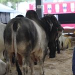 Liberarán moscas estériles para combatir la transmisión del gusano barrenador