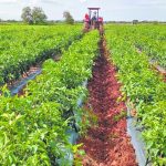 México, EU y Canadá son complementarios en productos agropecuarios