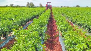 México, EU y Canadá son complementarios en productos agropecuarios
