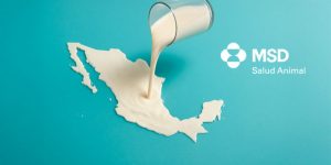 México entre los principales países productores de leche de vaca