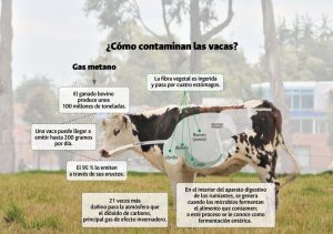 Nuevo tipo de alimento para el ganado que genera menos eructos y flatulencias, reduciendo las emisiones de metano animal