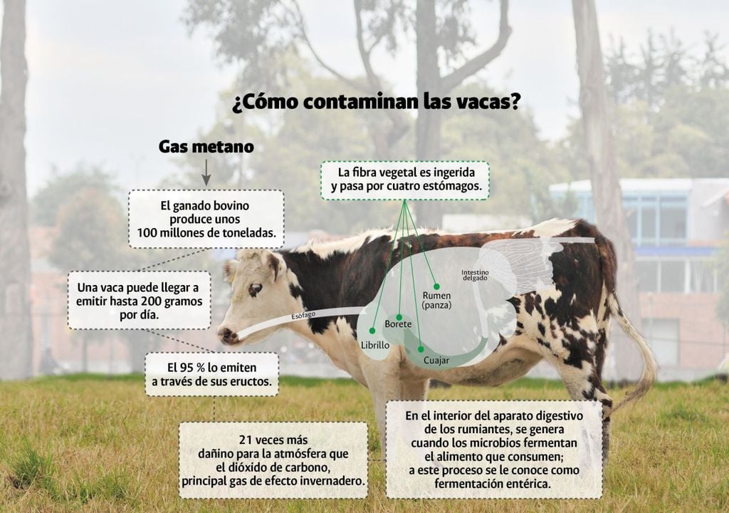 Nuevo tipo de alimento para el ganado que genera menos eructos y flatulencias, reduciendo las emisiones de metano animal