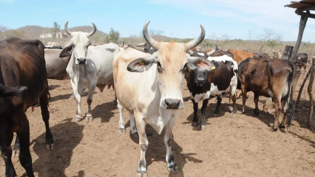 Pese a crisis por la sequía, Mazatlán se mantiene como la principal cuenca lechera de Sinaloa