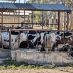 Plagas y calor ponen en jaque al sector lechero