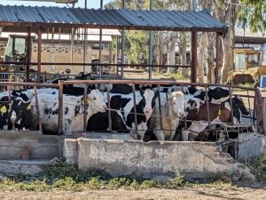 Plagas y calor ponen en jaque al sector lechero