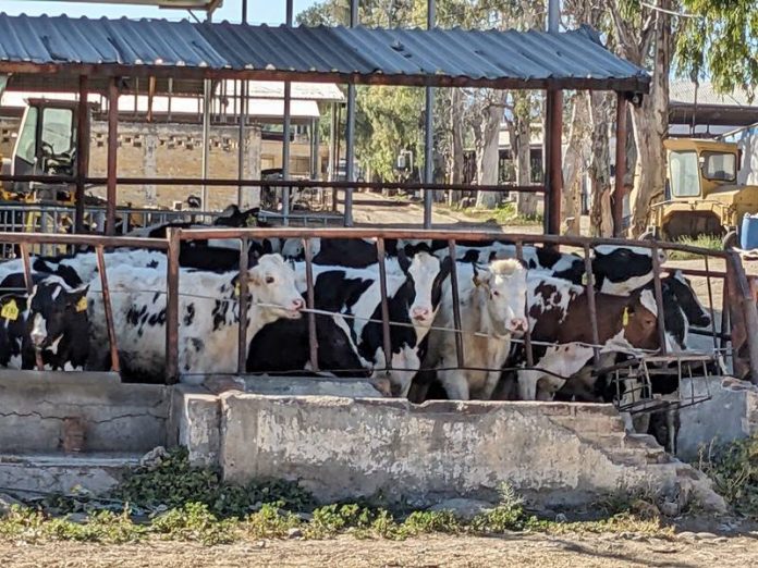 Plagas y calor ponen en jaque al sector lechero