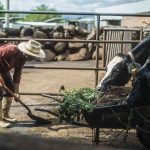 Proyecto Margarita 15 años de innovación y compromiso con la leche mexicana