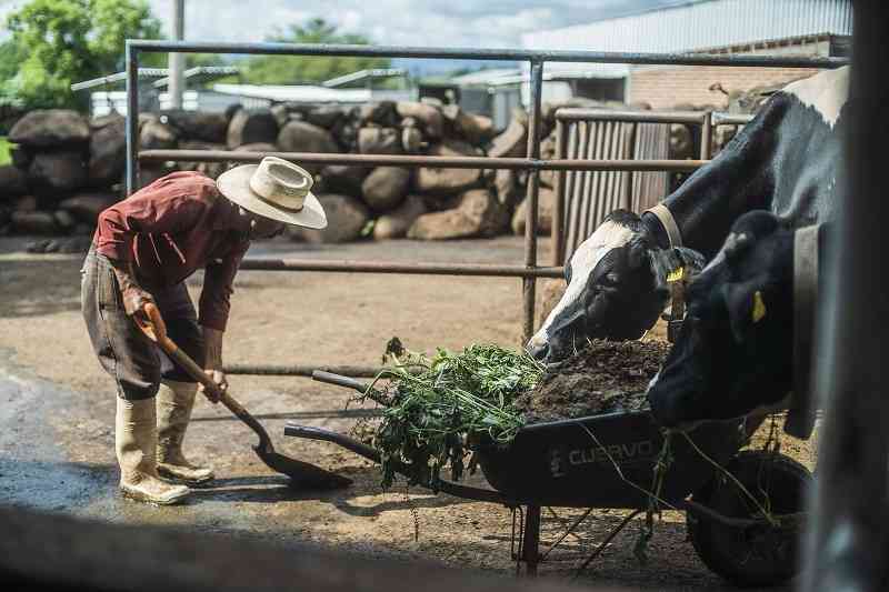 Proyecto Margarita 15 años de innovación y compromiso con la leche mexicana