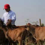 Relevo generacional en sector ganadero se ha dificultado MUGAM