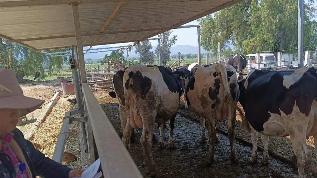 San Salvador Lecheros registran pérdidas por falta de mercado