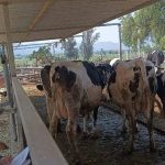 San Salvador Lecheros registran pérdidas por falta de mercado