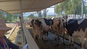 San Salvador Lecheros registran pérdidas por falta de mercado