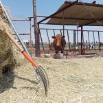 Sequía en Guanajuato afecta la producción de leche por falta de forrajes