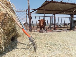 Sequía en Guanajuato afecta la producción de leche por falta de forrajes