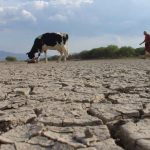 Sequía sigue impactando a productores, recuperación tardaría hasta 3 años