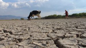 Sequía sigue impactando a productores, recuperación tardaría hasta 3 años