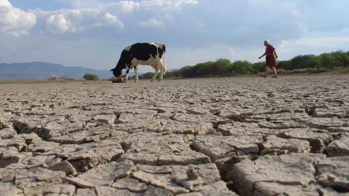 Sequía sigue impactando a productores, recuperación tardaría hasta 3 años