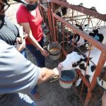 Sigue Liconsa sin pagar adeudos de leche a productores de Chihuahua; enfrenta el campo la peor crisis