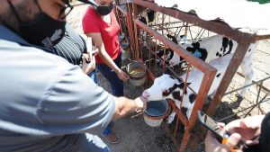 Sigue Liconsa sin pagar adeudos de leche a productores de Chihuahua; enfrenta el campo la peor crisis