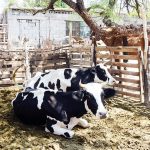Sufren productores de leche para vender