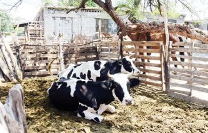 Sufren productores de leche para vender