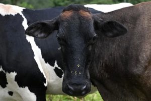 Urgen aumentar producción lechera para reducir importación