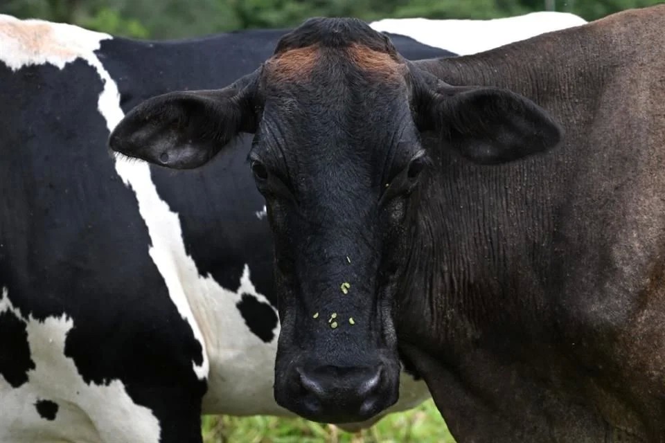 Urgen aumentar producción lechera para reducir importación