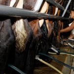 Urgen lecheros reactivar compensación universal