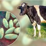 Alerta en Morelos no consumas leche bronca ante brotes de brucelosis