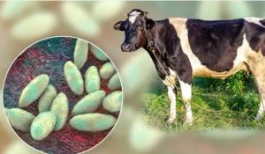 Alerta en Morelos no consumas leche bronca ante brotes de brucelosis