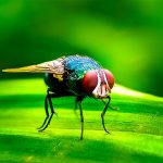 Alerta sanitaria en el campo el gusano barrenador reaparece y amenaza al ganado mexicano