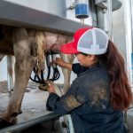 Apoyo a la comunidad Universidad de Chapingo lanza venta de leche pasteurizada a bajo costo en Texcoco