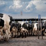 Chapingo te alimenta en casa, llevan leche pasteurizada y fresca a las comunidades cercanas