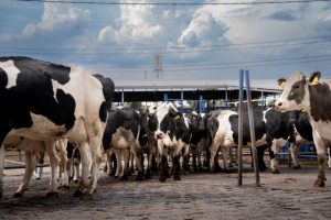 Chapingo te alimenta en casa, llevan leche pasteurizada y fresca a las comunidades cercanas