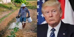 Crisis Inminente El Campo de EE. UU. en Riesgo sin Migrantes