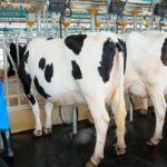 El sector primario lechero es un pilar de la seguridad alimentaria del país”, CNOG
