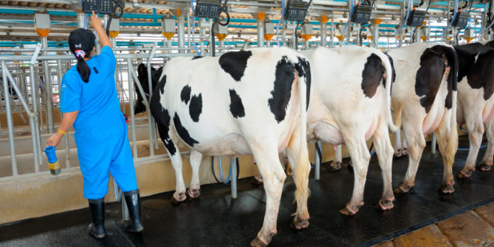 El sector primario lechero es un pilar de la seguridad alimentaria del país”, CNOG