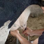 Ganaderos exigen $13 litro leche aún no les da ganancia
