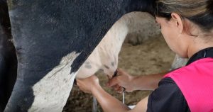 Ganaderos exigen $13 litro leche aún no les da ganancia