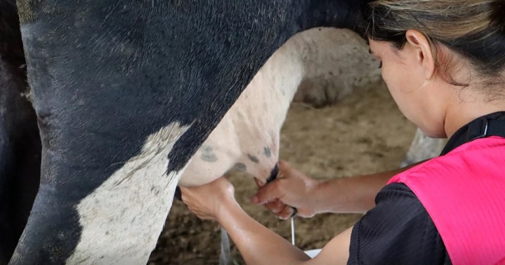 Ganaderos exigen $13 litro leche aún no les da ganancia